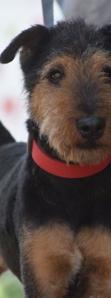Tequila – Mischling, Männchen, 7 Jahre, Ungarn – Foto 6