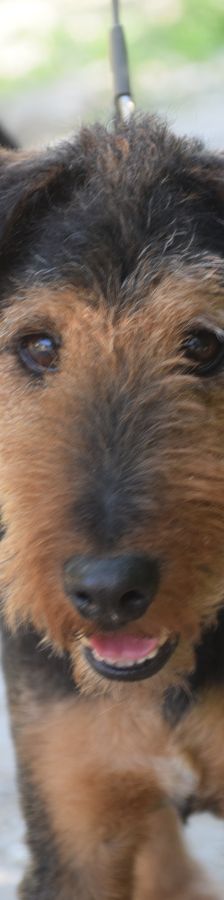 Tequila – Mischling, Männchen, 7 Jahre, Ungarn – Foto 7