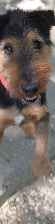 Tequila – Mischling, Männchen, 7 Jahre, Ungarn – Foto 8