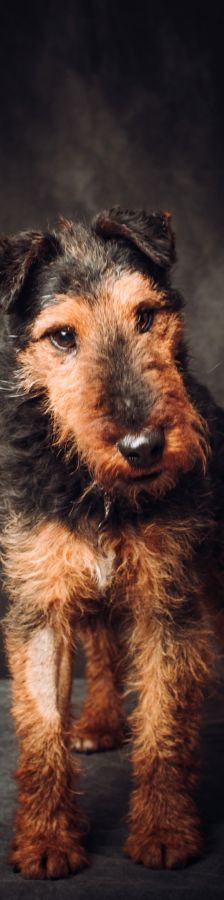 Tequila – Mischling, Männchen, 7 Jahre, Ungarn – Foto 9