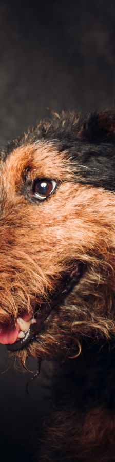 Tequila – Mischling, Männchen, 7 Jahre, Ungarn – Foto 11
