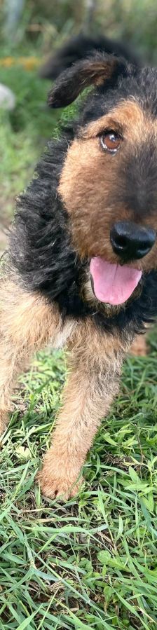 Tequila – Mischling, Männchen, 7 Jahre, Ungarn – Foto 12