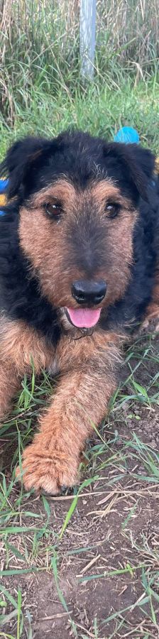 Tequila – Mischling, Männchen, 7 Jahre, Ungarn – Foto 13