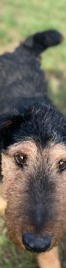 Tequila – Mischling, Männchen, 7 Jahre, Ungarn – Foto 17