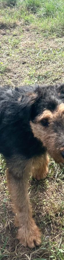 Tequila – Mischling, Männchen, 7 Jahre, Ungarn – Foto 18