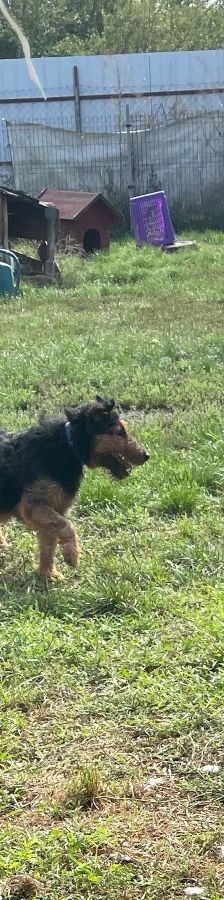 Tequila – Mischling, Männchen, 7 Jahre, Ungarn – Foto 19