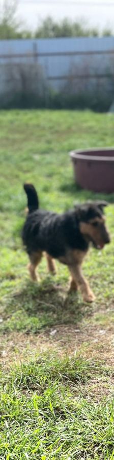 Tequila – Mischling, Männchen, 7 Jahre, Ungarn – Foto 20