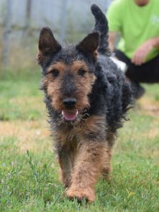 Tequila – Mischling, Männchen, 7 Jahre, Ungarn – Foto 21