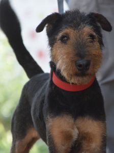 Tequila – Mischling, Männchen, 7 Jahre, Ungarn – Foto 22