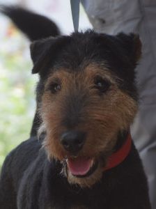 Tequila – Mischling, Männchen, 7 Jahre, Ungarn – Foto 23