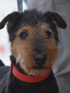 Tequila – Mischling, Männchen, 7 Jahre, Ungarn – Foto 24
