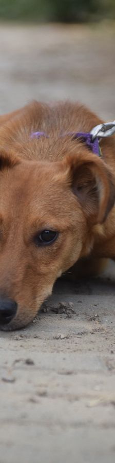 yuzo – Mischling, Männchen, 1 Jahr, Ungarn – Foto 6