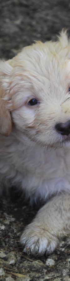leo – Mischling, Unbekannt, 3 Monate, Ungarn – Foto 1