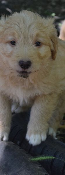 leo – Mischling, Unbekannt, 3 Monate, Ungarn – Foto 2