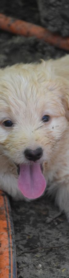 leo – Mischling, Unbekannt, 3 Monate, Ungarn – Foto 3