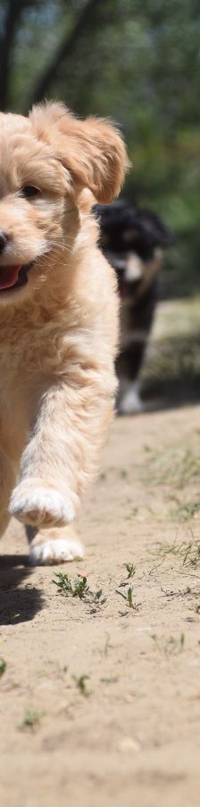 leo – Mischling, Unbekannt, 3 Monate, Ungarn – Foto 4
