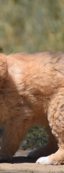 leo – Mischling, Unbekannt, 3 Monate, Ungarn – Foto 5