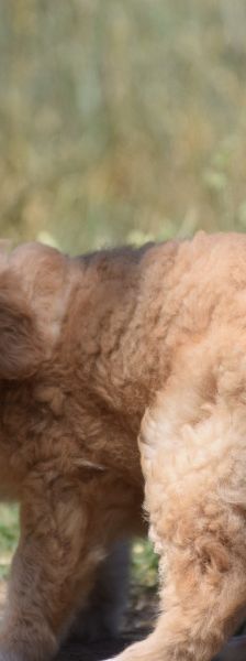 leo – Mischling, Unbekannt, 3 Monate, Ungarn – Foto 6