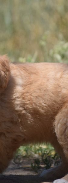 leo – Mischling, Unbekannt, 3 Monate, Ungarn – Foto 7