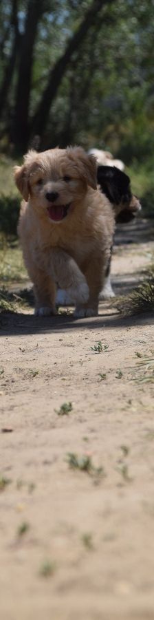 leo – Mischling, Unbekannt, 3 Monate, Ungarn – Foto 11