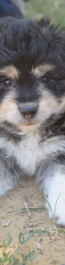 luna – Hund, Weibchen, 3 Monate, Ungarn – Foto 1