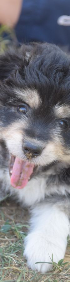 luna – Hund, Weibchen, 3 Monate, Ungarn – Foto 2