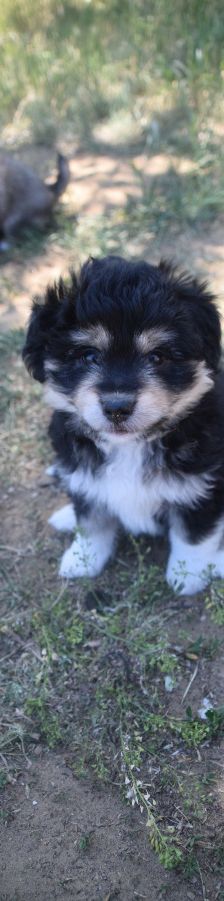 luna – Hund, Weibchen, 3 Monate, Ungarn – Foto 3