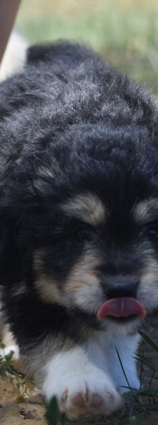 luna – Hund, Weibchen, 3 Monate, Ungarn – Foto 4