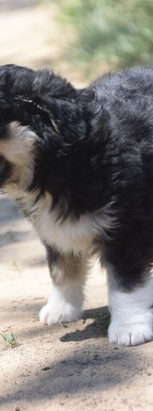 luna – Hund, Weibchen, 3 Monate, Ungarn – Foto 5