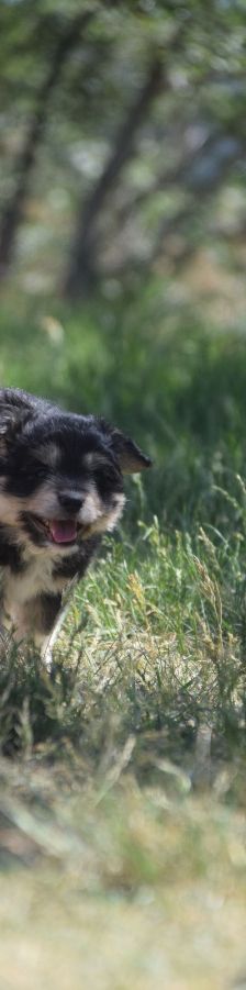 luna – Hund, Weibchen, 3 Monate, Ungarn – Foto 6