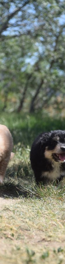 luna – Hund, Weibchen, 3 Monate, Ungarn – Foto 7