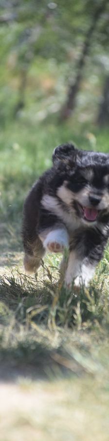 luna – Hund, Weibchen, 3 Monate, Ungarn – Foto 8