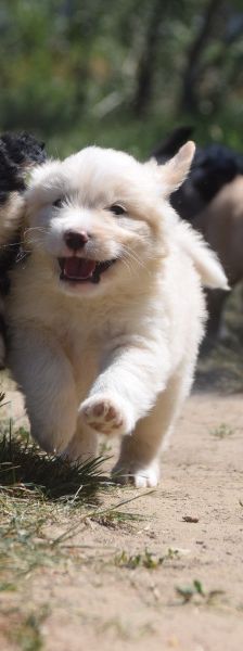 luna – Hund, Weibchen, 3 Monate, Ungarn – Foto 9