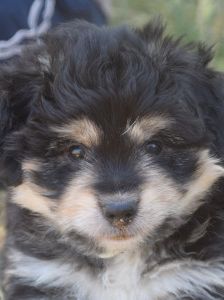 luna – Hund, Weibchen, 3 Monate, Ungarn – Foto 10