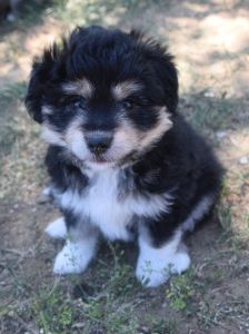 luna – Hund, Weibchen, 3 Monate, Ungarn – Foto 11