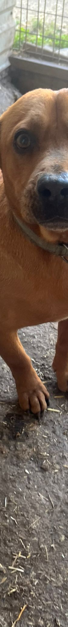 magnum – Mischling, Männchen, 7 Jahre, Ungarn – Foto 1