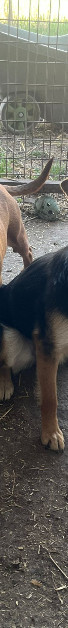 magnum – Mischling, Männchen, 7 Jahre, Ungarn – Foto 2