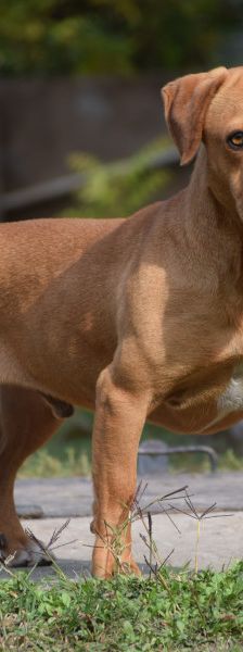magnum – Mischling, Männchen, 7 Jahre, Ungarn – Foto 3