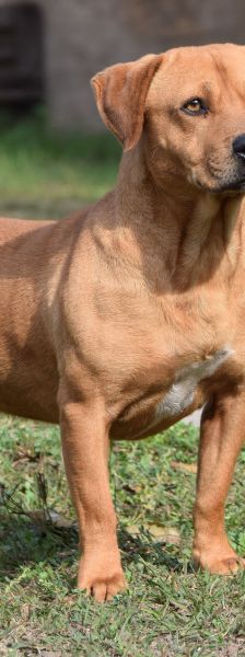 magnum – Mischling, Männchen, 7 Jahre, Ungarn – Foto 4