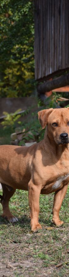 magnum – Mischling, Männchen, 7 Jahre, Ungarn – Foto 5