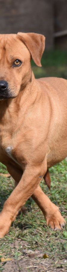 magnum – Mischling, Männchen, 7 Jahre, Ungarn – Foto 6