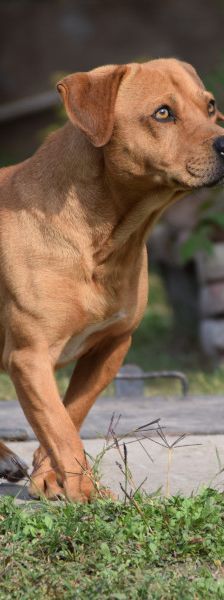 magnum – Mischling, Männchen, 7 Jahre, Ungarn – Foto 7
