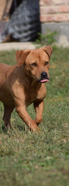 magnum – Mischling, Männchen, 7 Jahre, Ungarn – Foto 8
