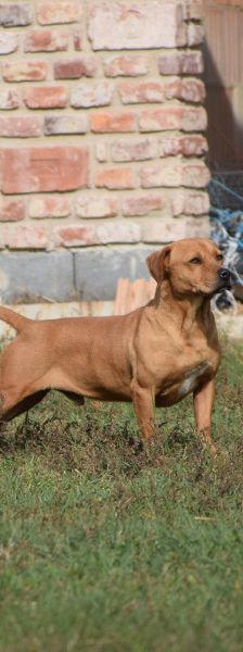 magnum – Mischling, Männchen, 7 Jahre, Ungarn – Foto 9