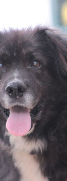 teddy – Mischling, Männchen, 10 Jahre, Ungarn – Foto 1