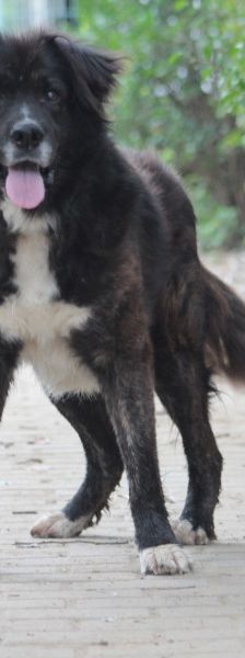 teddy – Mischling, Männchen, 10 Jahre, Ungarn – Foto 2