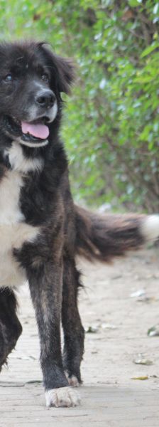 teddy – Mischling, Männchen, 10 Jahre, Ungarn – Foto 3
