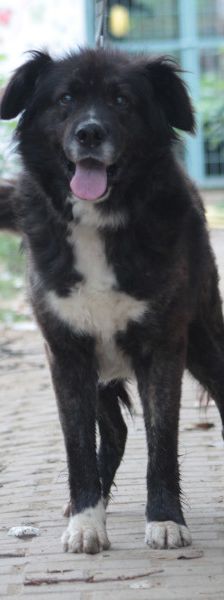 teddy – Mischling, Männchen, 10 Jahre, Ungarn – Foto 4