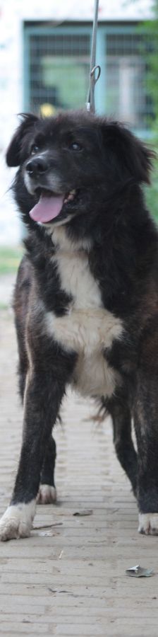 teddy – Mischling, Männchen, 10 Jahre, Ungarn – Foto 5
