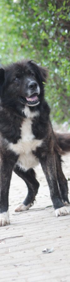 teddy – Mischling, Männchen, 10 Jahre, Ungarn – Foto 6